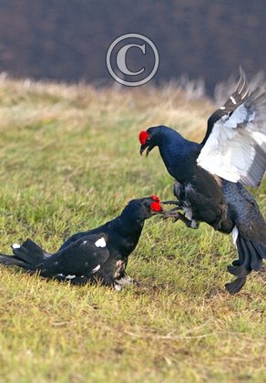 Pair Black Grouse Fighting DM1022